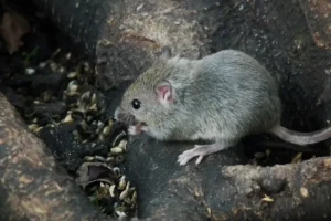 Bahaya tikus dirumah